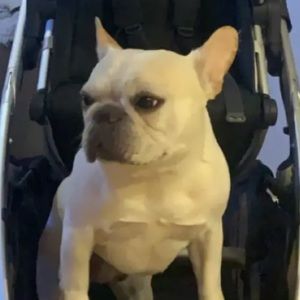 Meet your Posher, Bailey